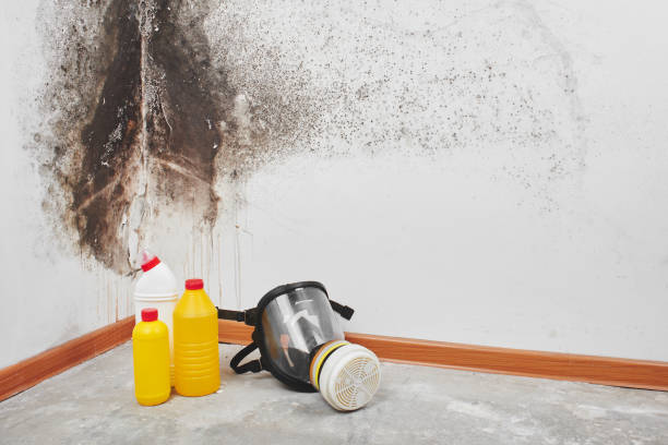 Best Mold Removal Company Near Me  in Woodbine, NJ