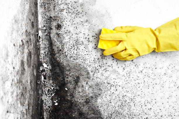 Home Mold Removal in Woodbine, NJ