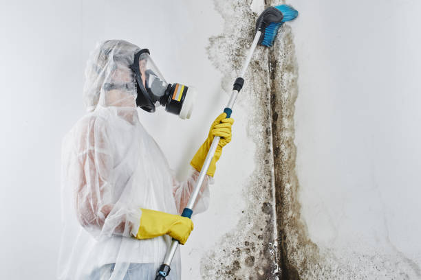 Mold Testing and Removal in Woodbine, NJ