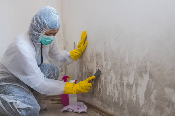 Best Mold Damage Repair  in Woodbine, NJ