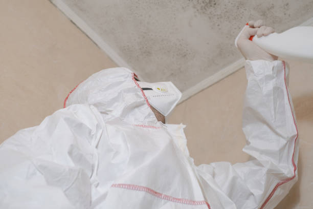 Mold Testing and Removal in Woodbine, NJ