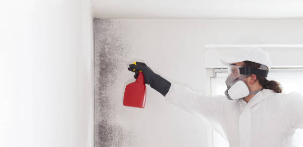 Best Professional Mold Removal  in Woodbine, NJ