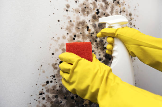 Professional Mold Removal in Woodbine, NJ