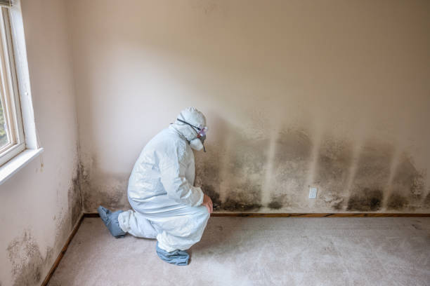 Best Mold Removal Near Me  in Woodbine, NJ
