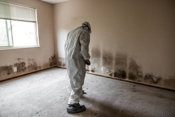 Best Black Mold Removal  in Woodbine, NJ