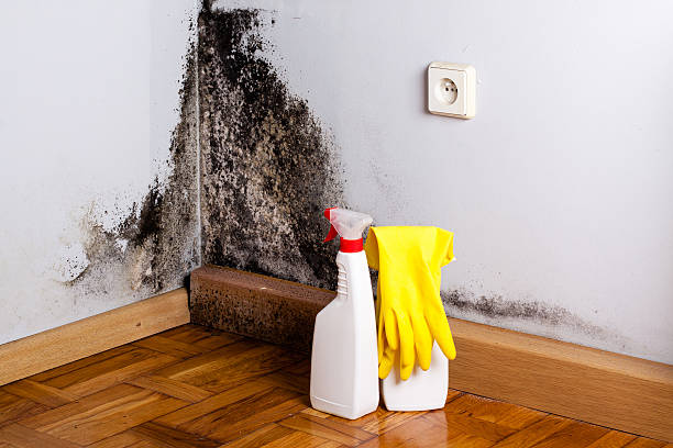 Best Mold Testing  in Woodbine, NJ