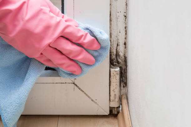 Office Mold Removal Services in Woodbine, NJ